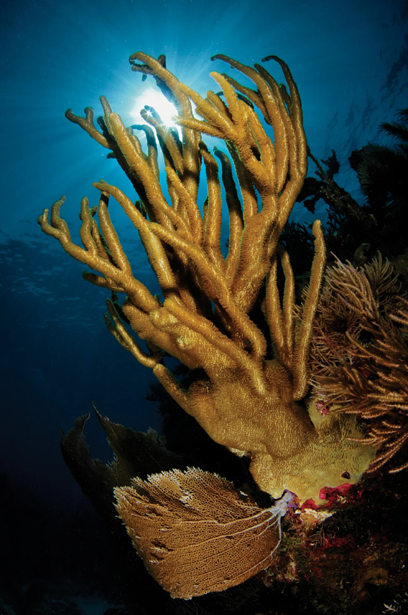 best beginner scuba diving destinations 