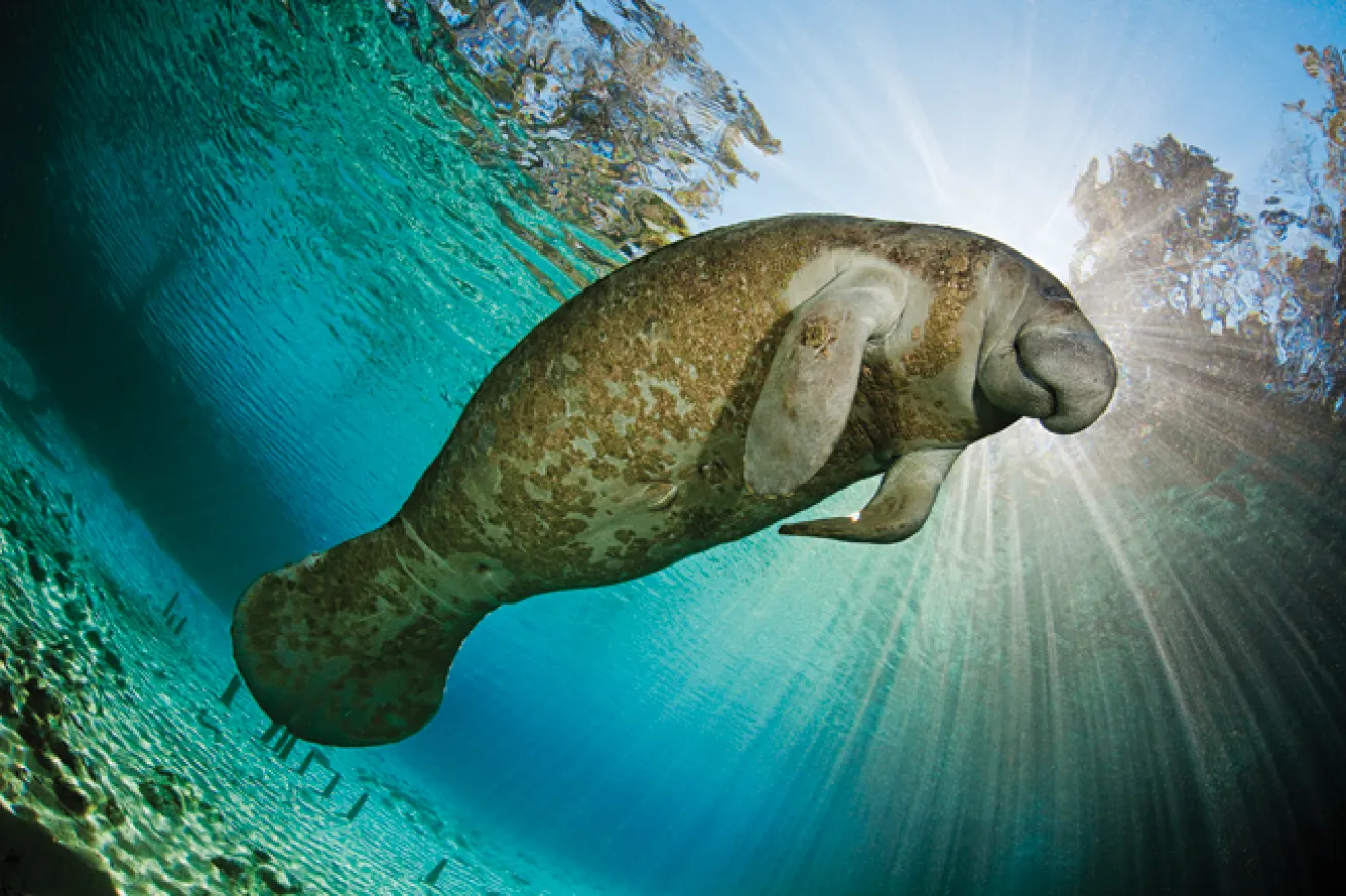 best big animal scuba dives