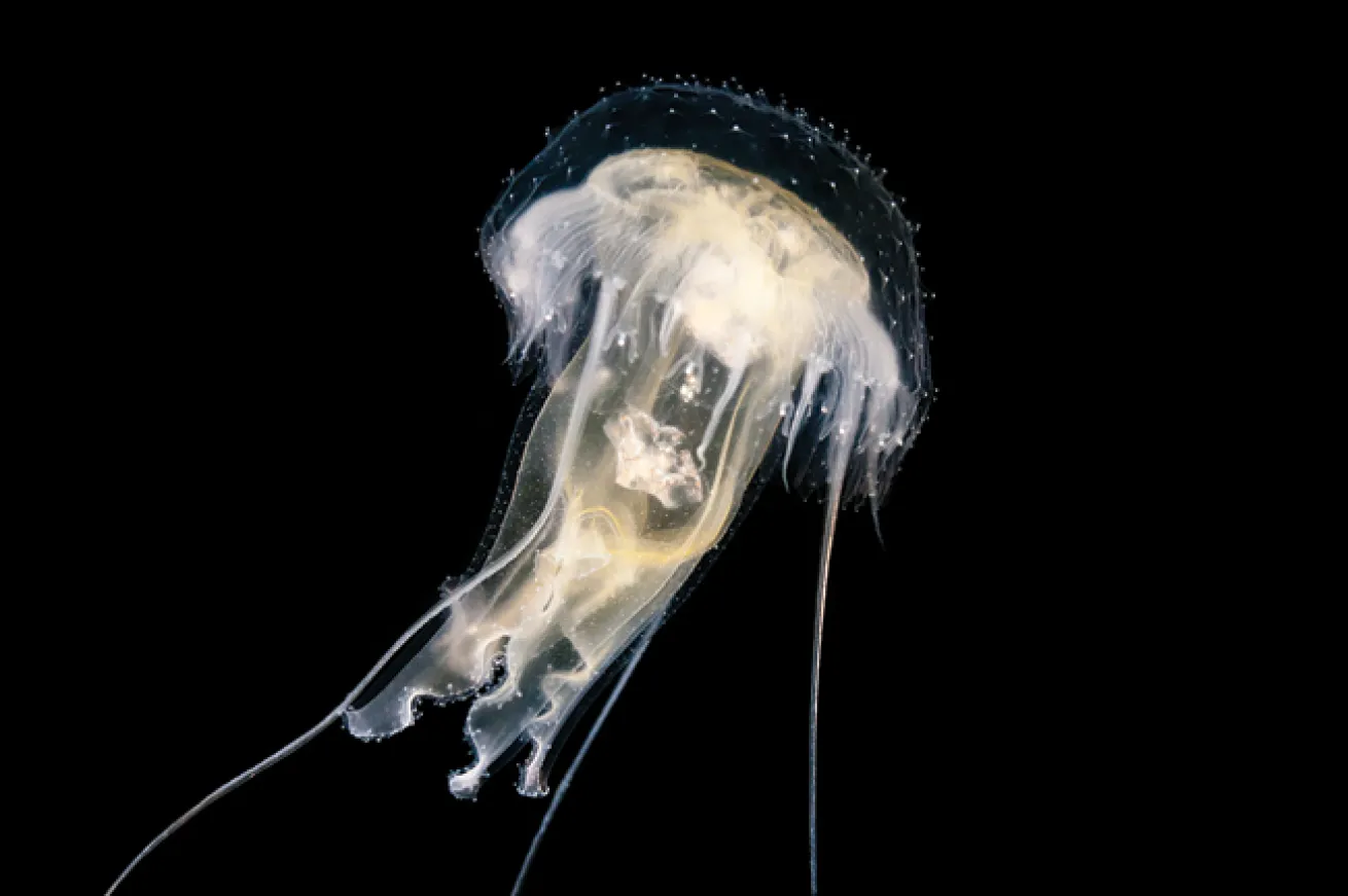 macro scuba diving destinations 