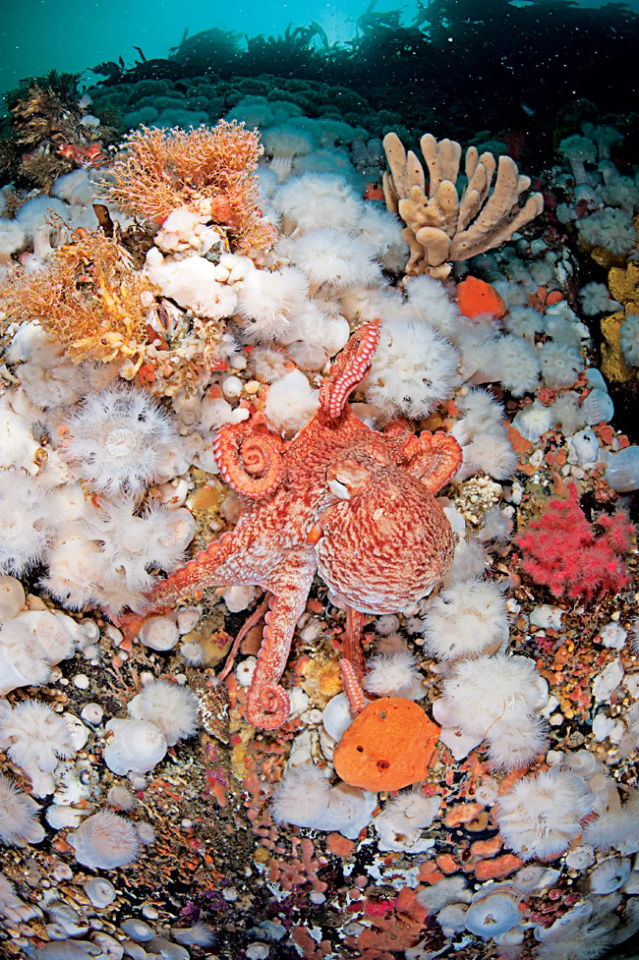 scuba diving marine environments 