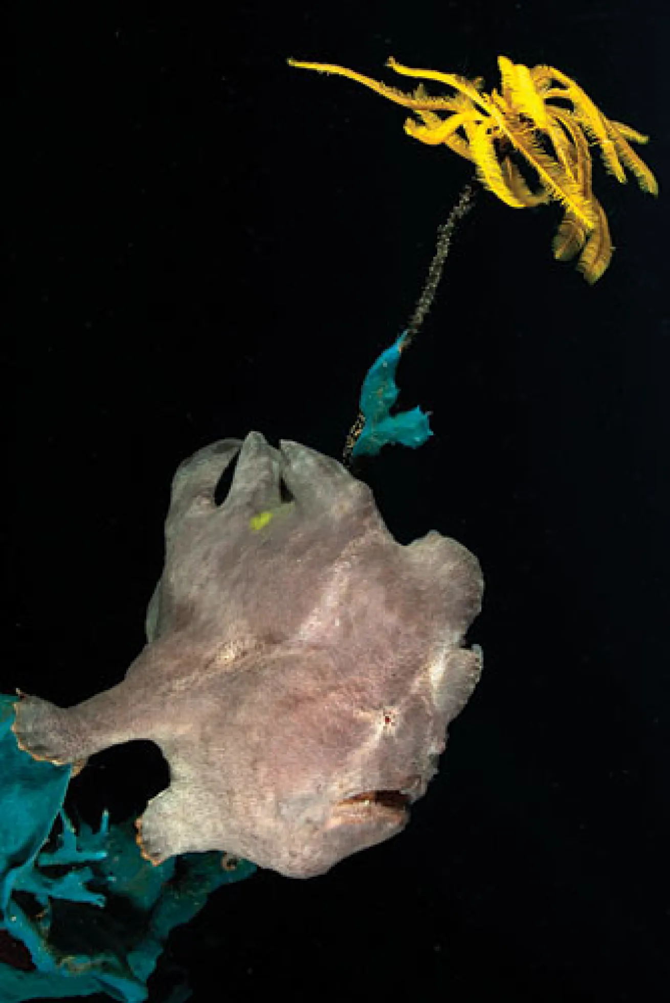 Scuba diving with frogfish on wrecks in Oahu, Hawaii