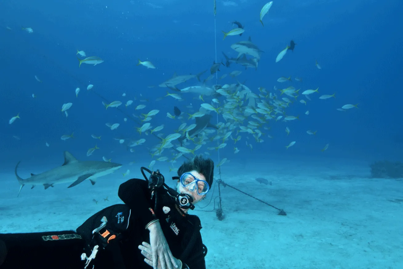 Caribbean reef shark encounter