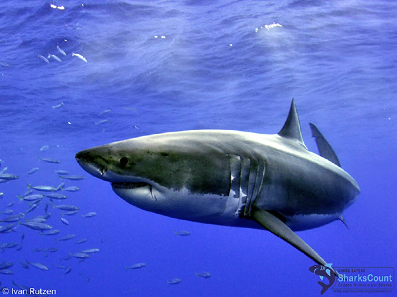 Great White Shark