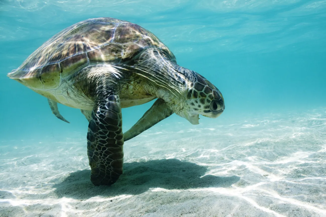 turtle photography