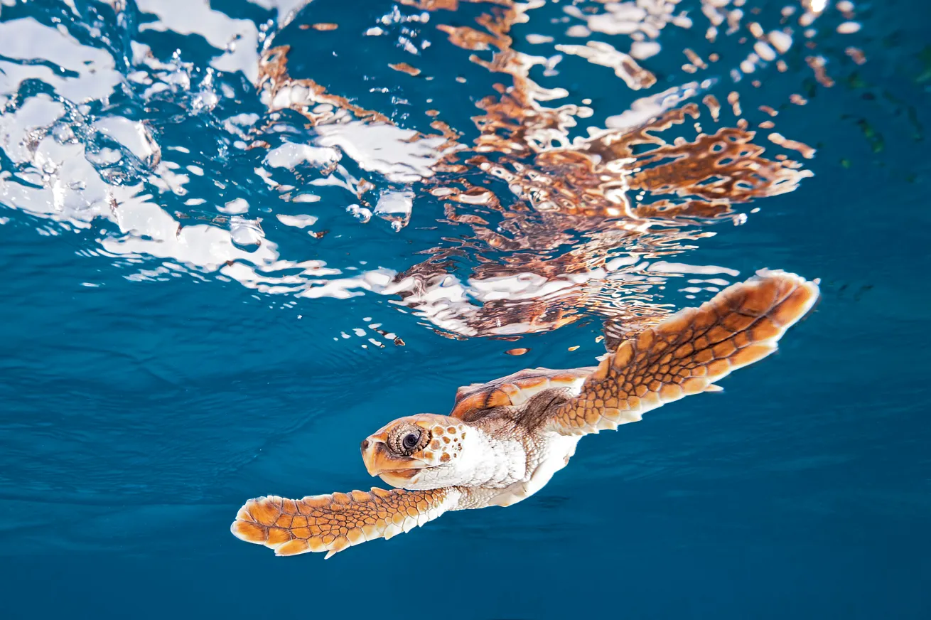 best advanced scuba diving