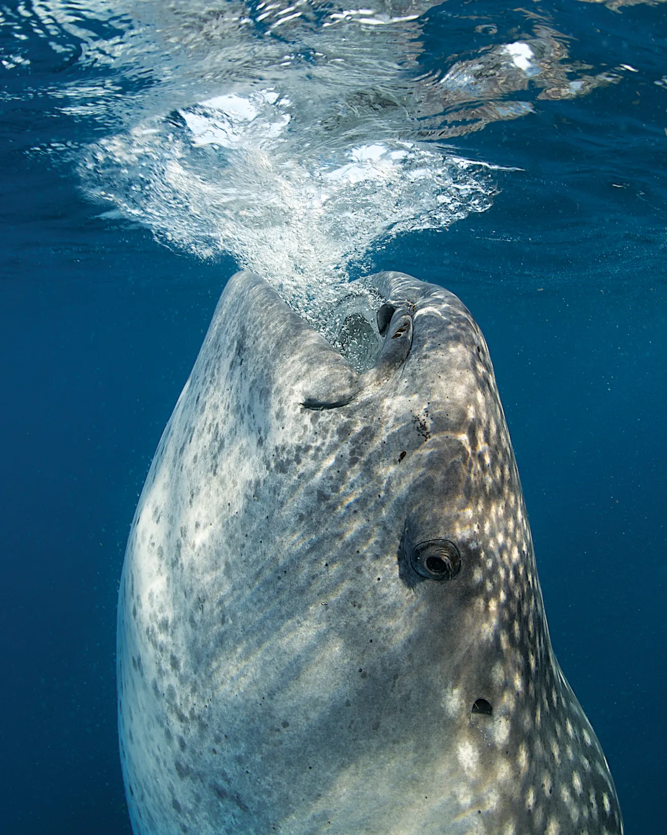 best big animal dives 