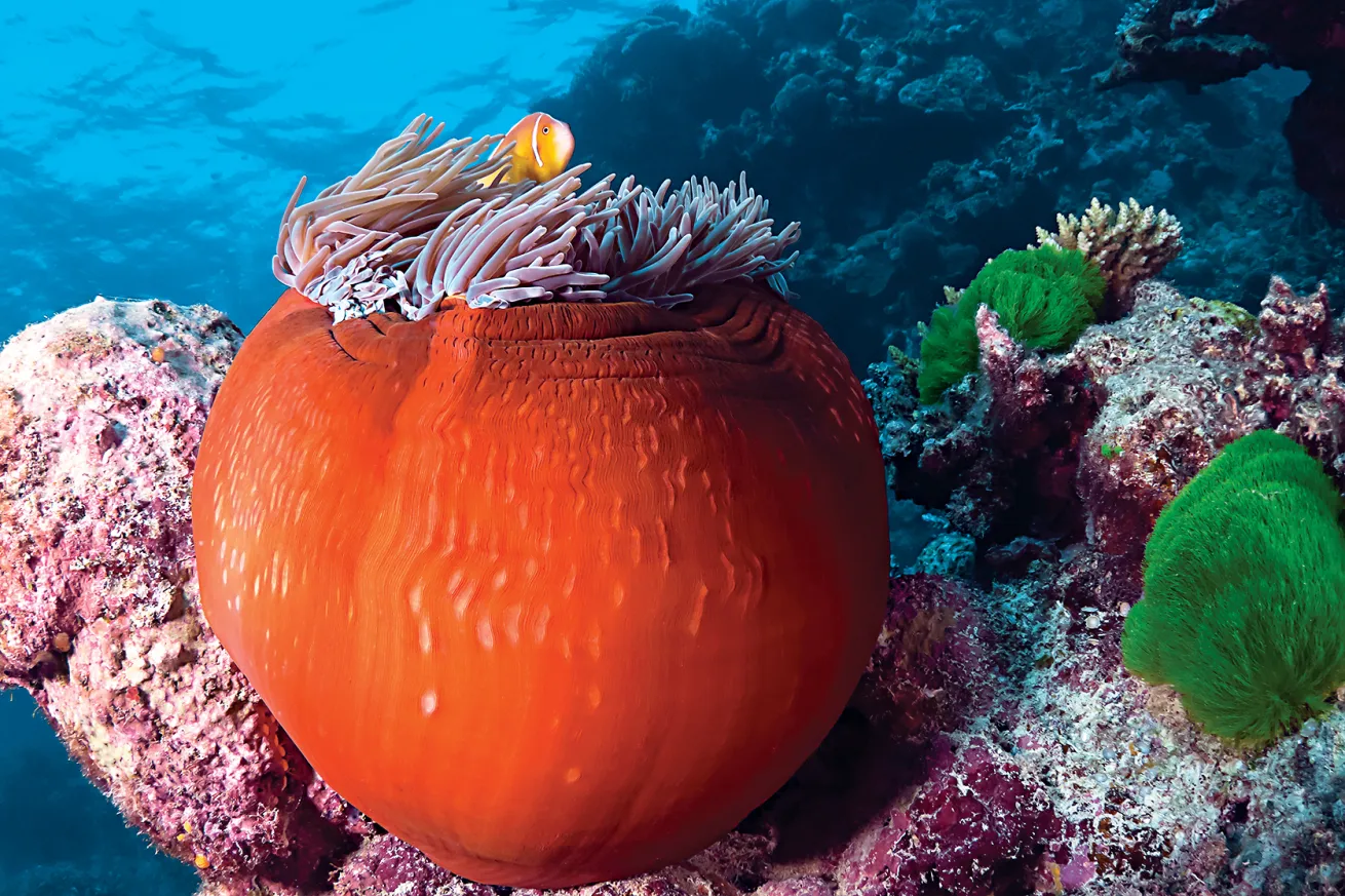 best beginner scuba dives in pacific and indian oceans 