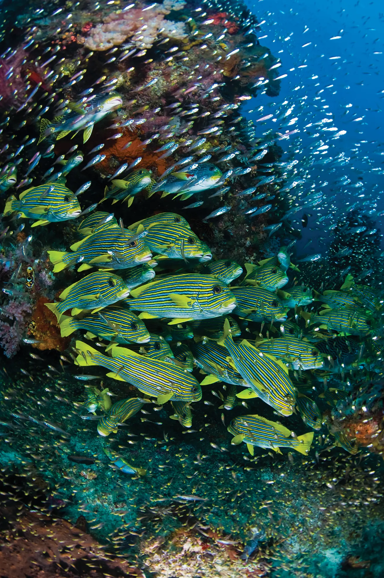 best scuba diving destinations 