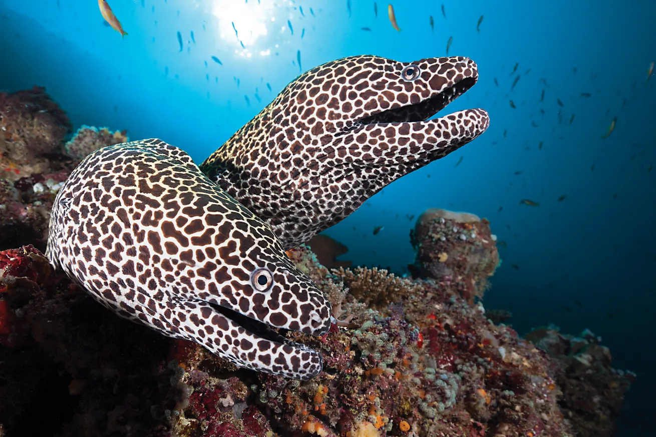 best scuba diving destinations in the pacific and indian oceans 