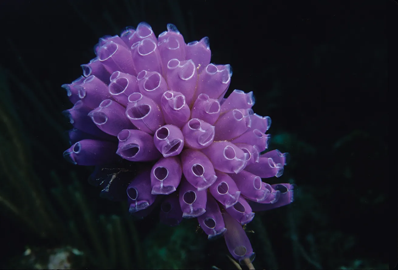 best scuba diving marine environments 