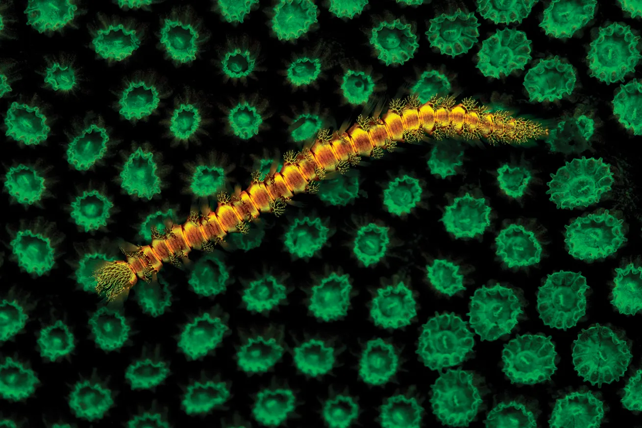 best scuba diving destinations for macro diving 