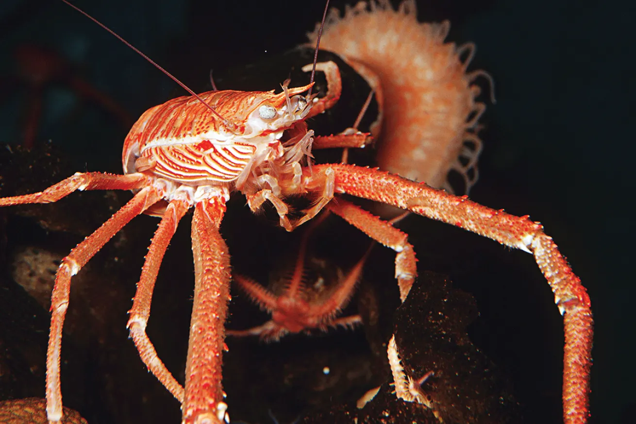 best scuba diving destinations for macro diving 