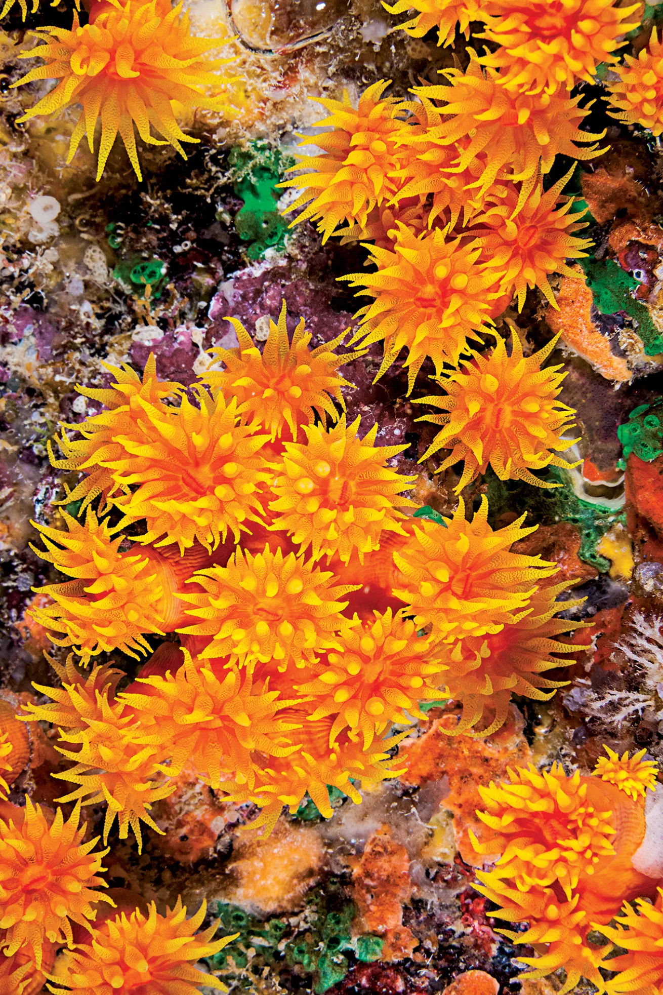 best scuba diving destinations 