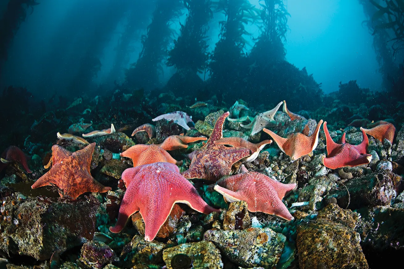 best scuba diving destinations for macro diving 