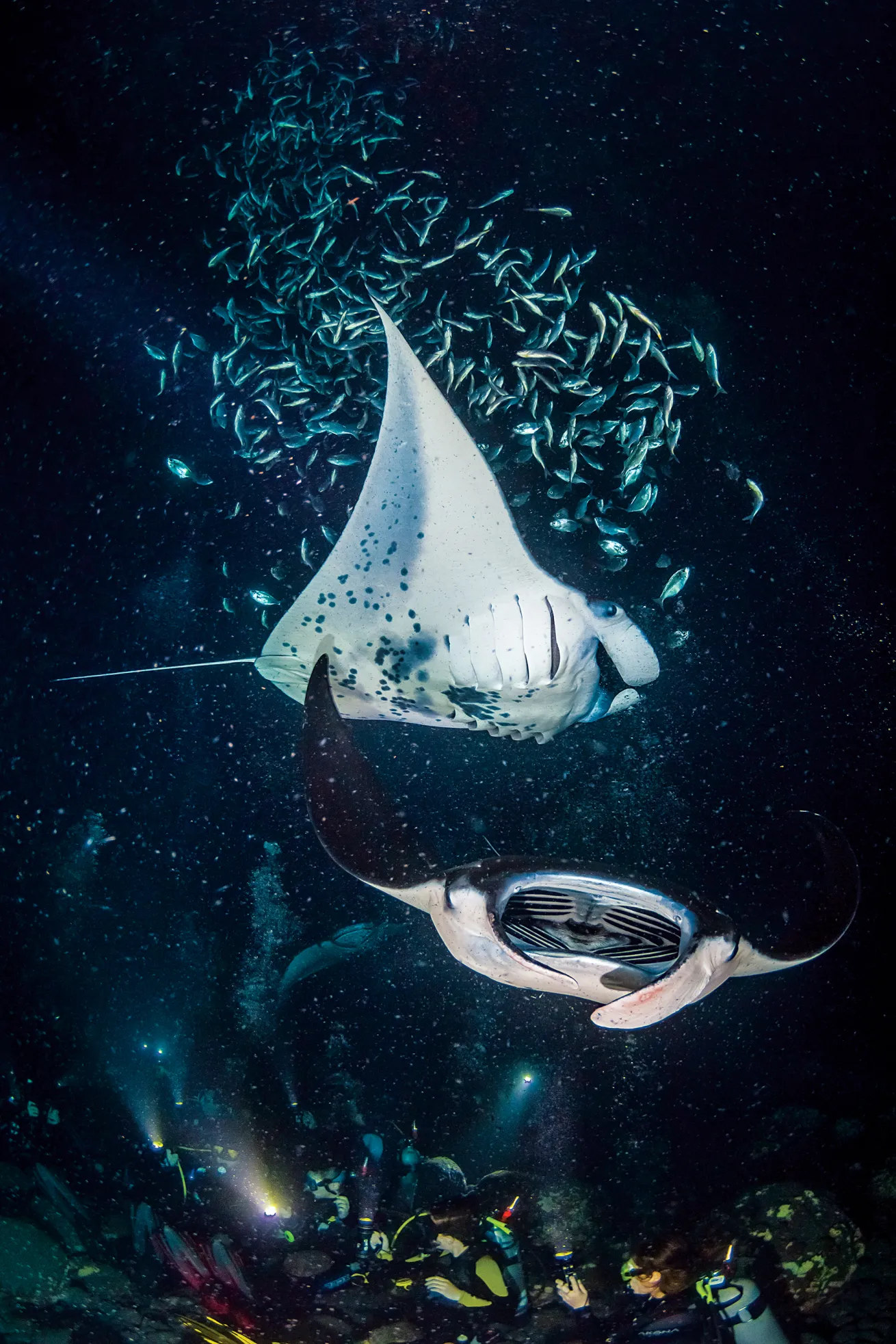 best scuba diving destinations 