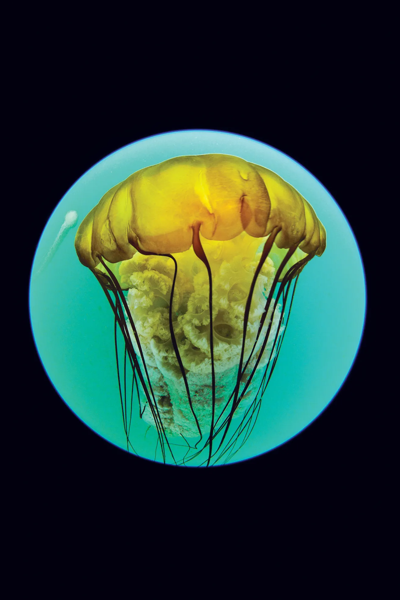 best scuba diving destinations for macro diving 