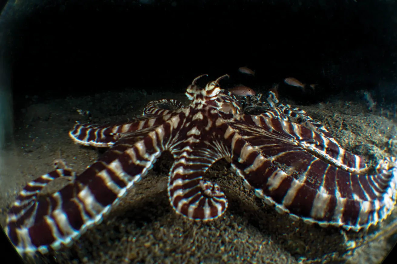 best scuba diving destinations for macro diving 