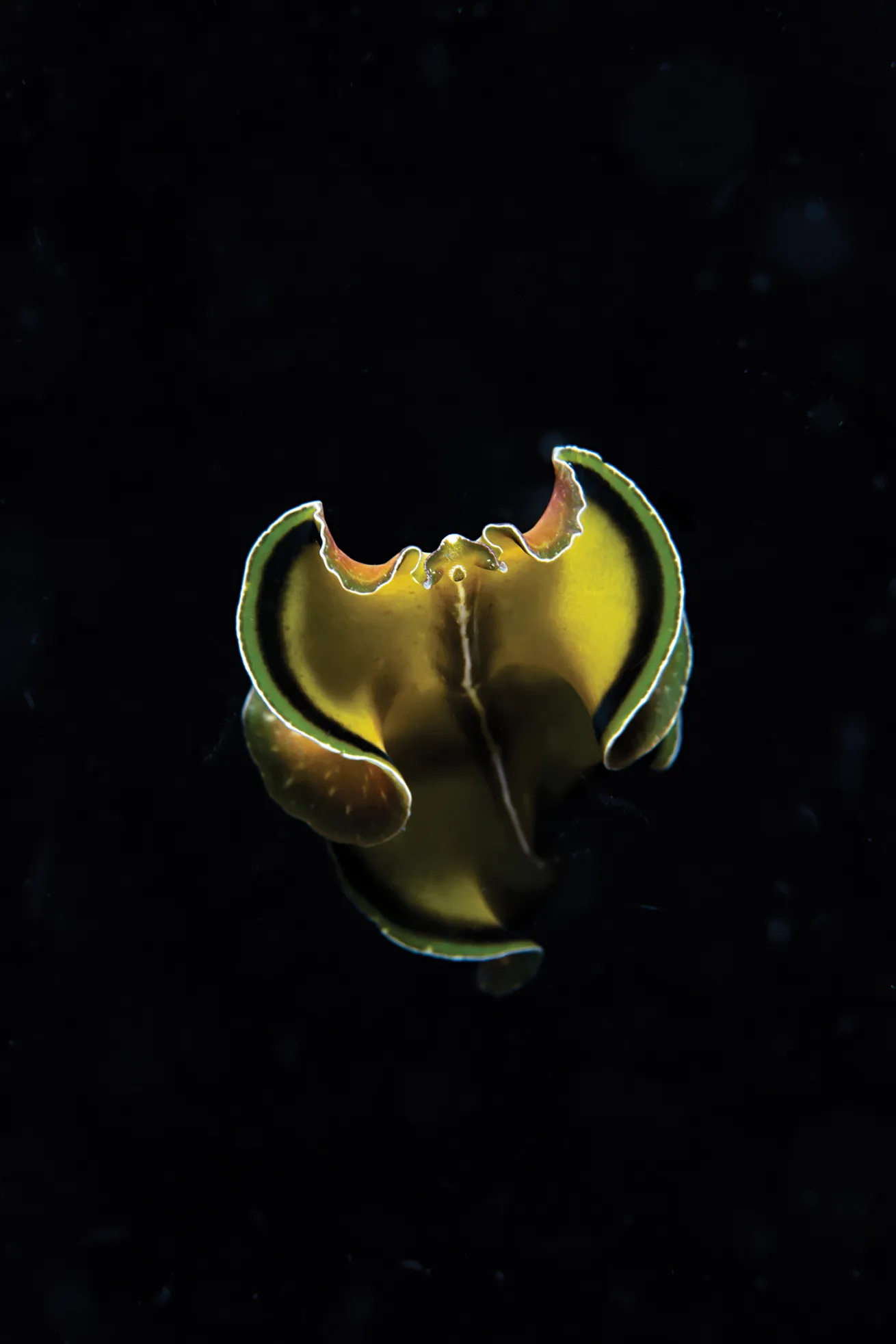 best scuba diving destinations for macro diving 