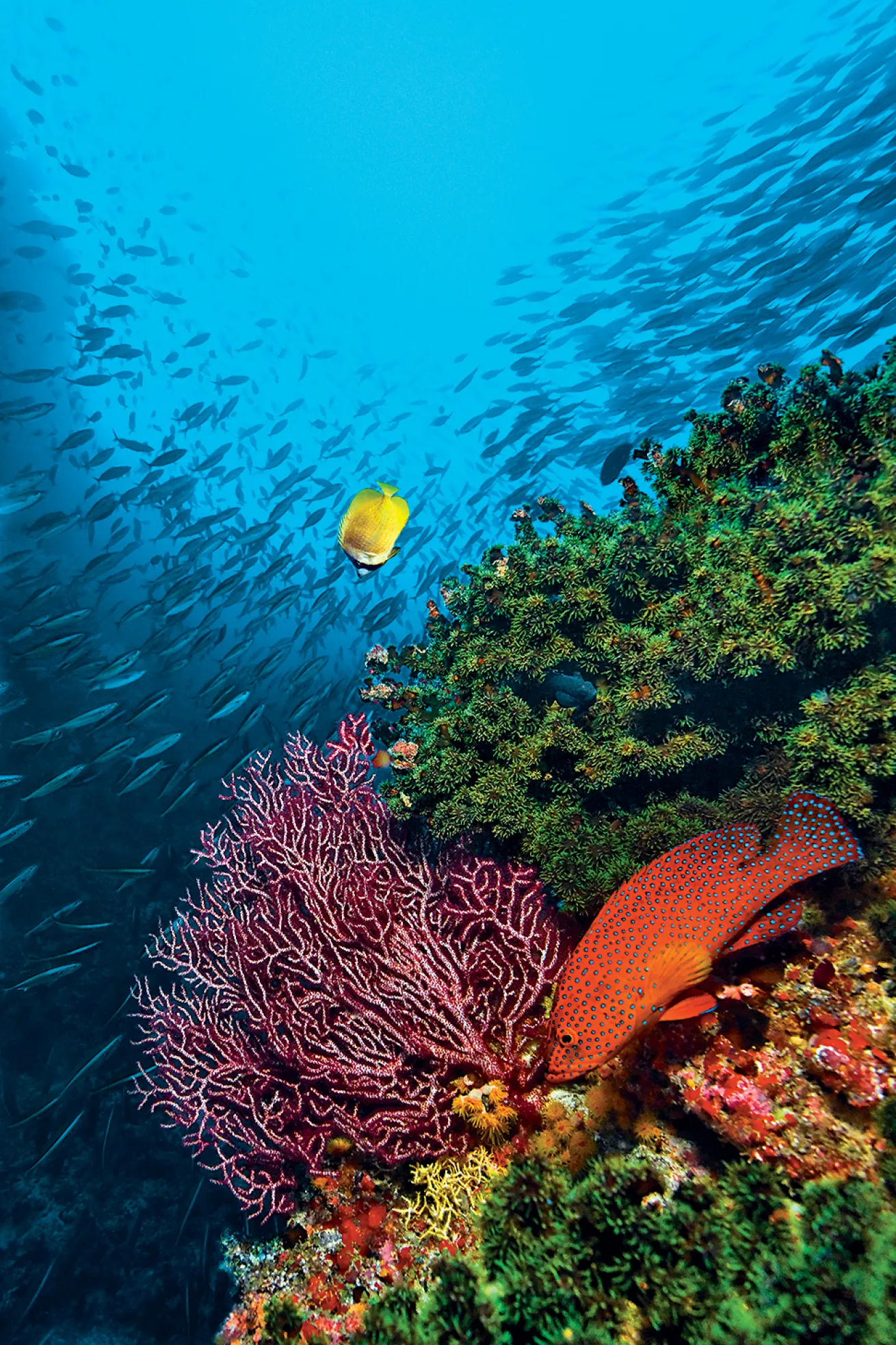 best scuba diving in the pacific and indian oceans 