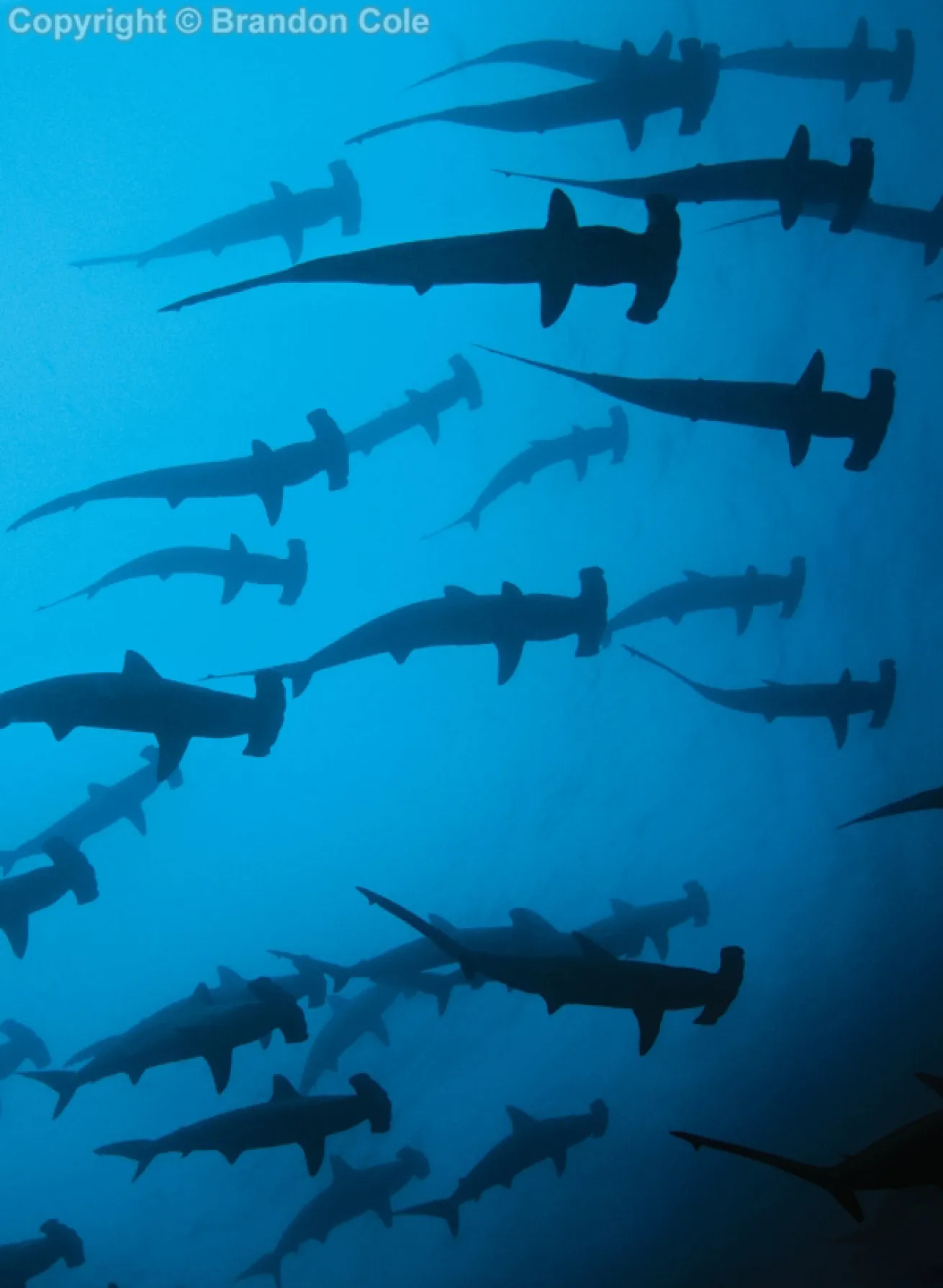 best advanced scuba diving pacific and indian oceans