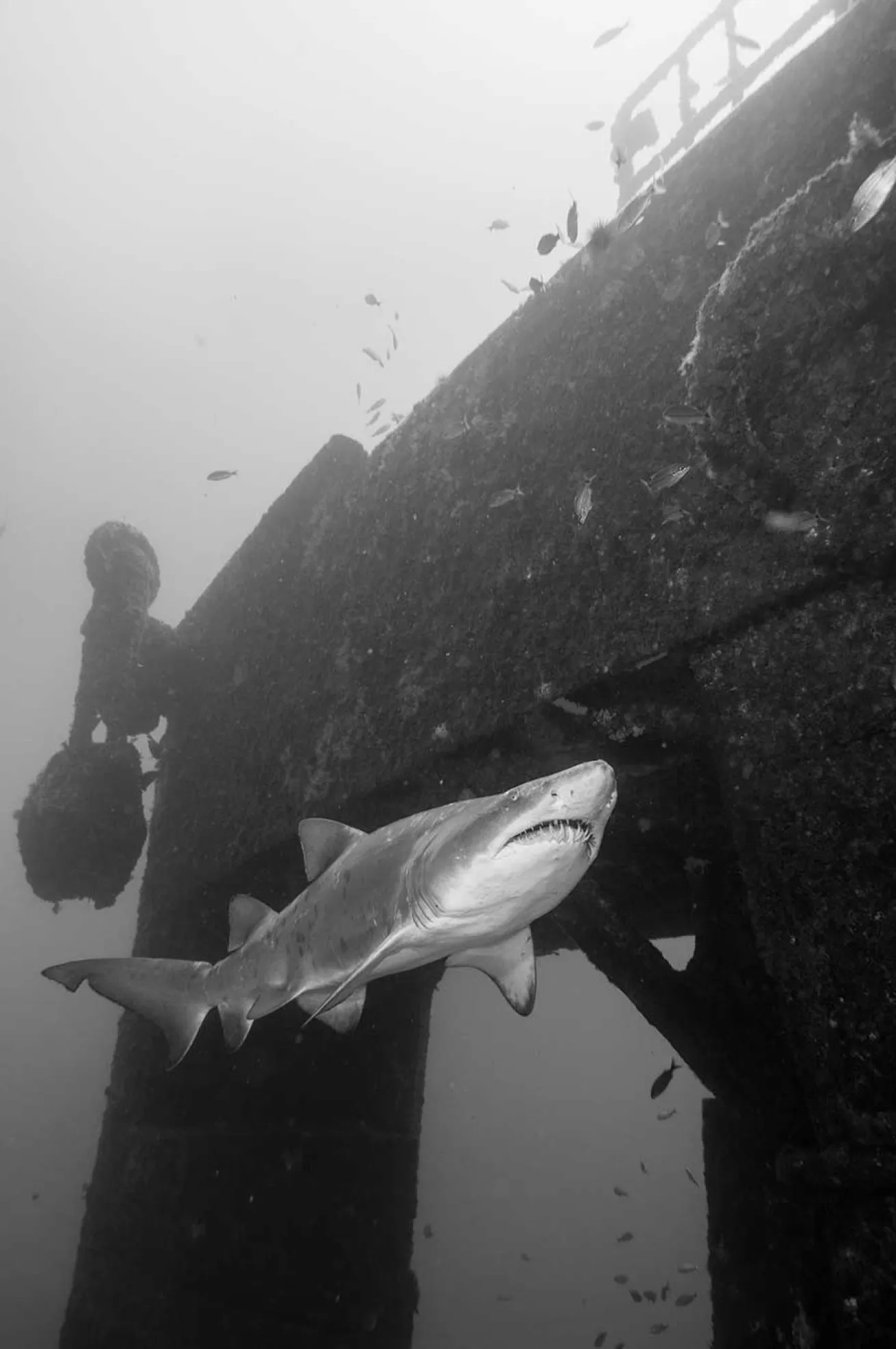 Scuba Diving spar wreck north carolina