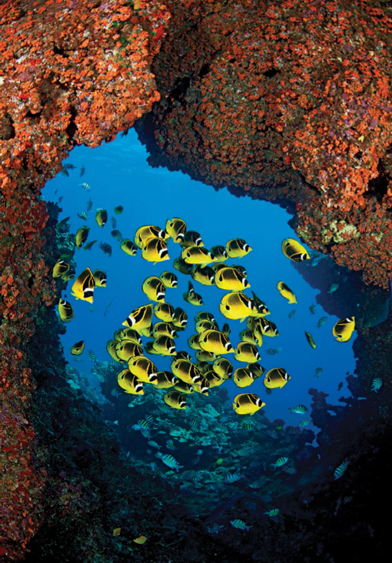 kona hawaii travel fish