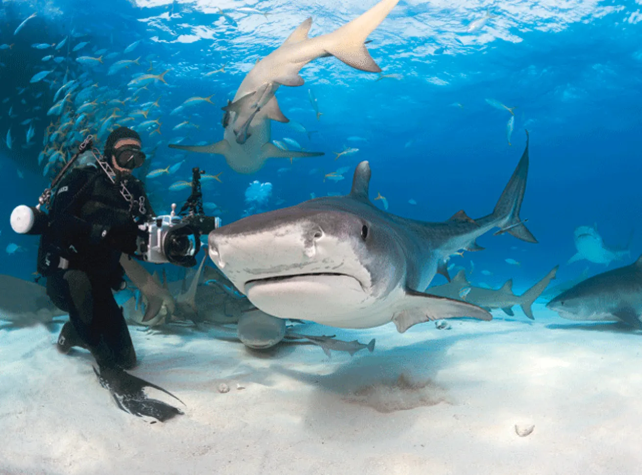 scuba diving grand bahama 