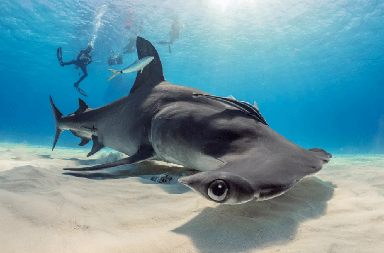 scuba diving with hammerhead sharks 