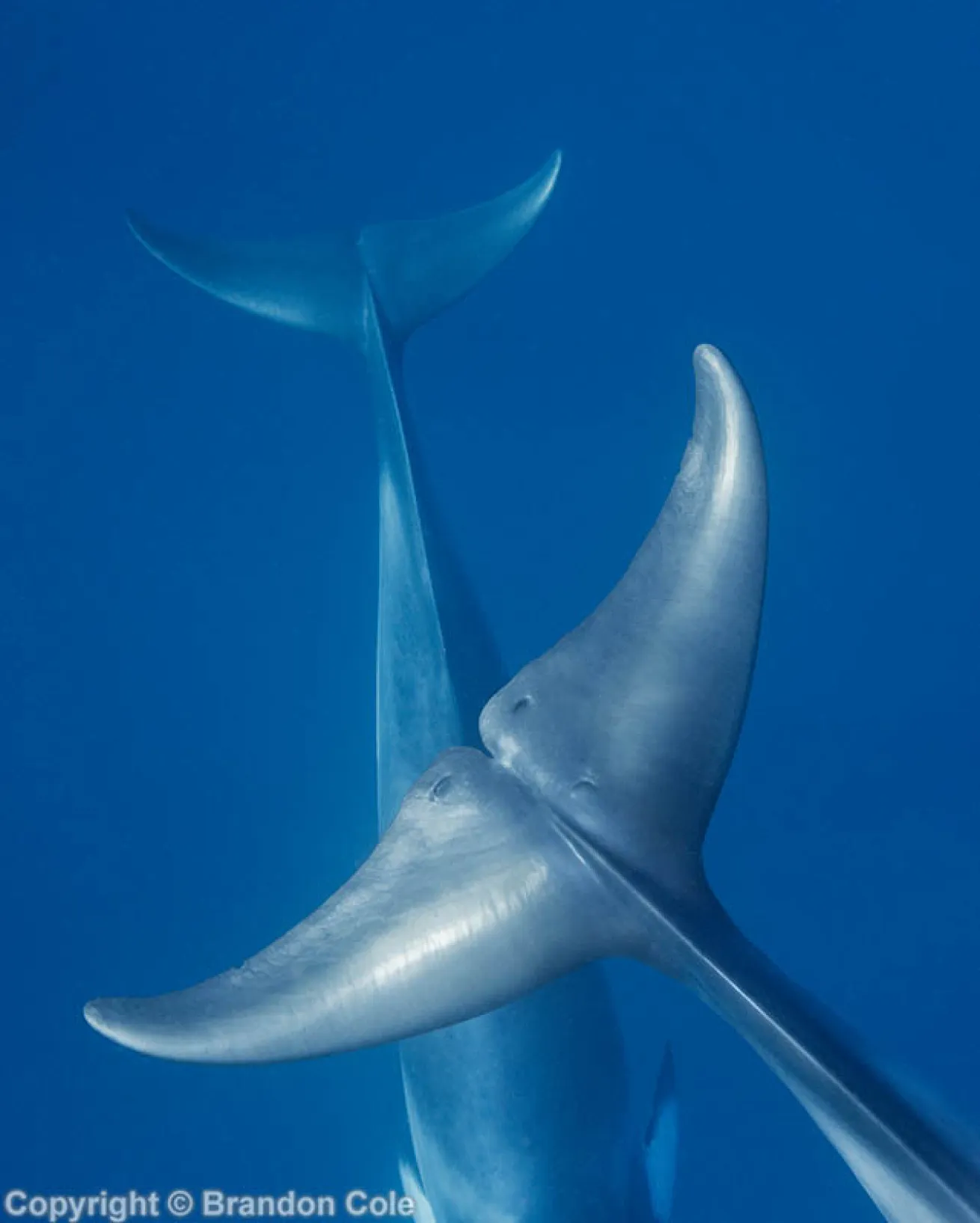 Minke whale