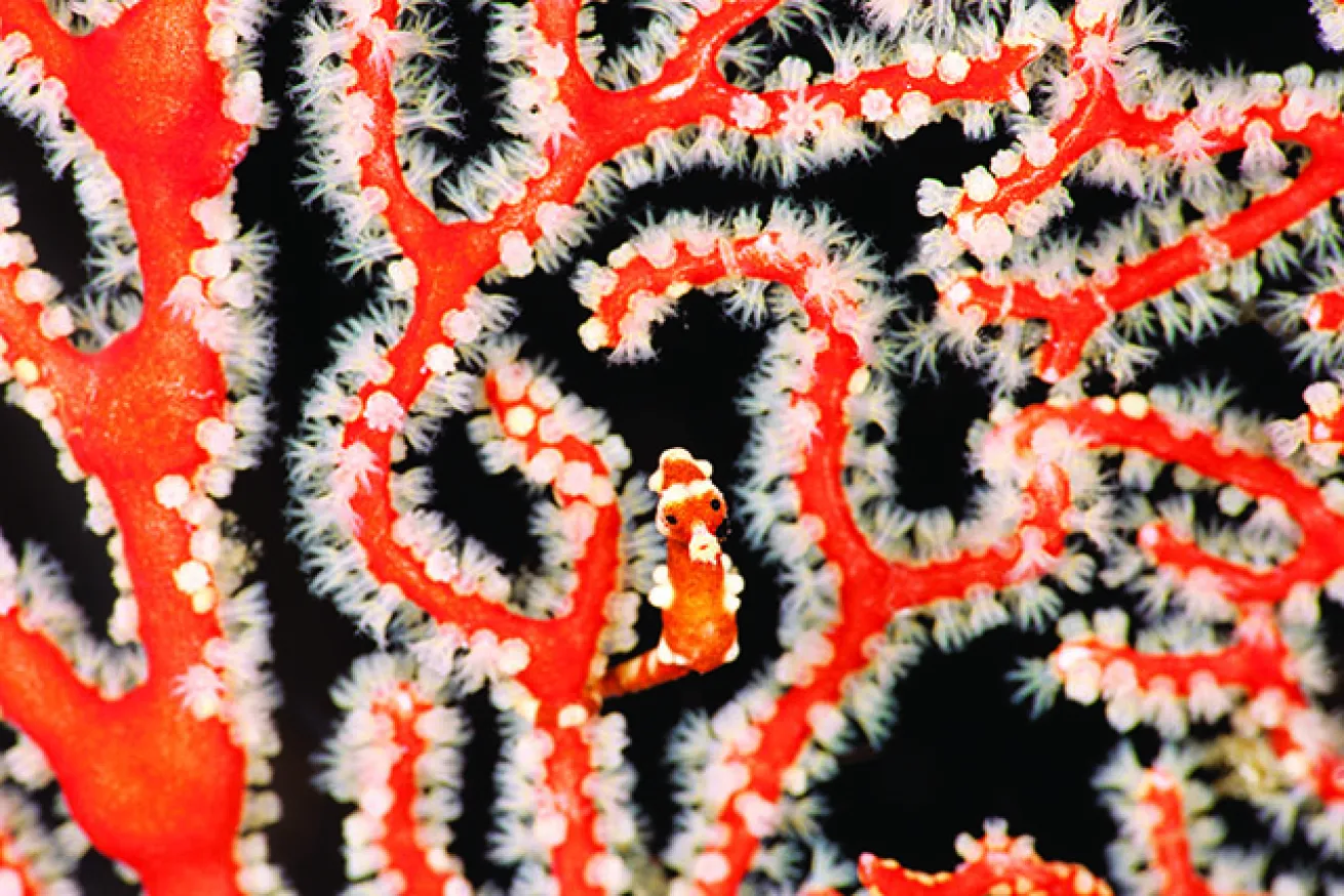 scuba diving raja ampat