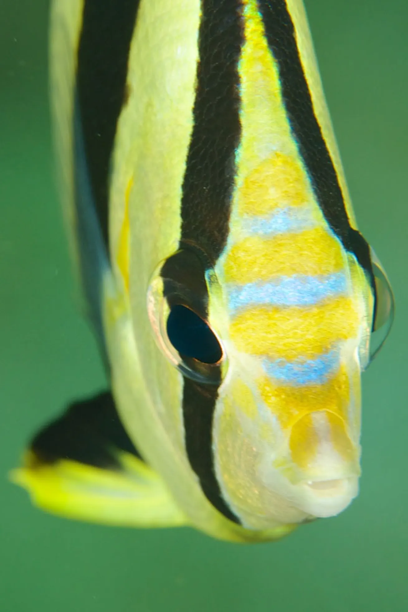 reef fish