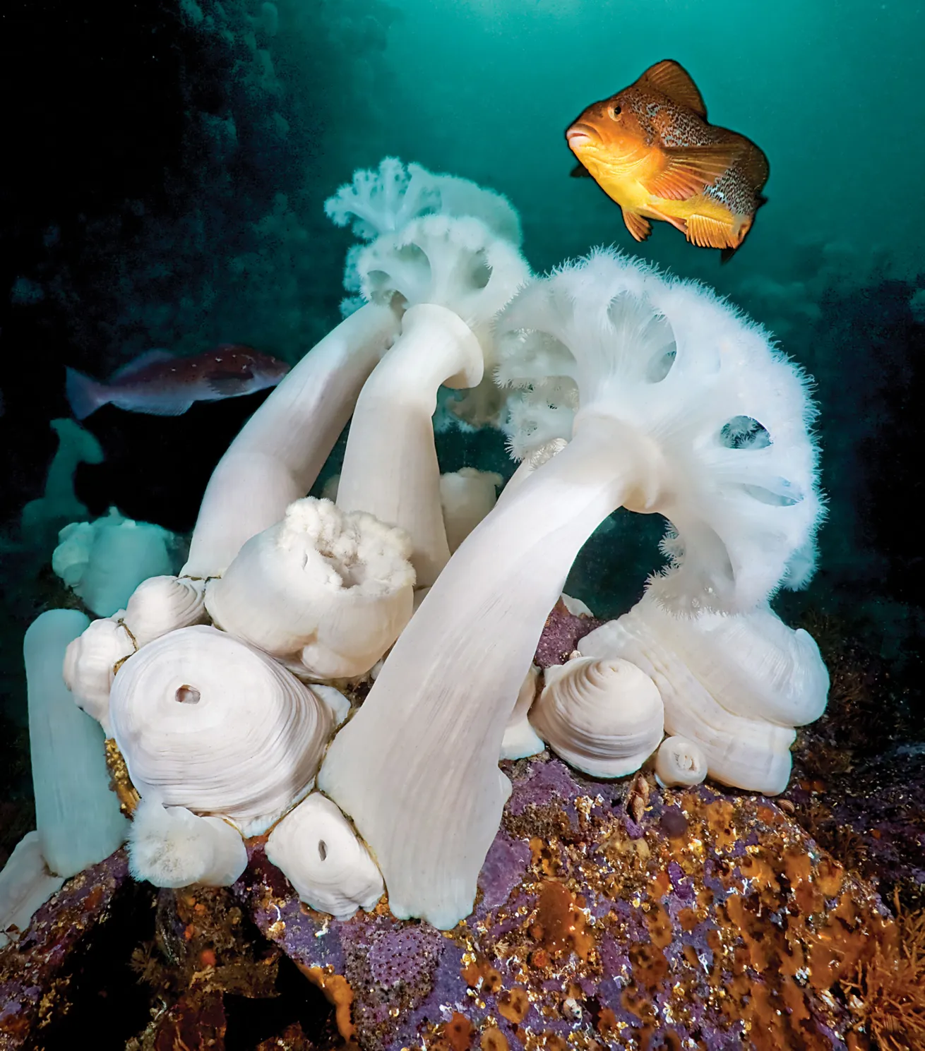 scuba diving british columbia 