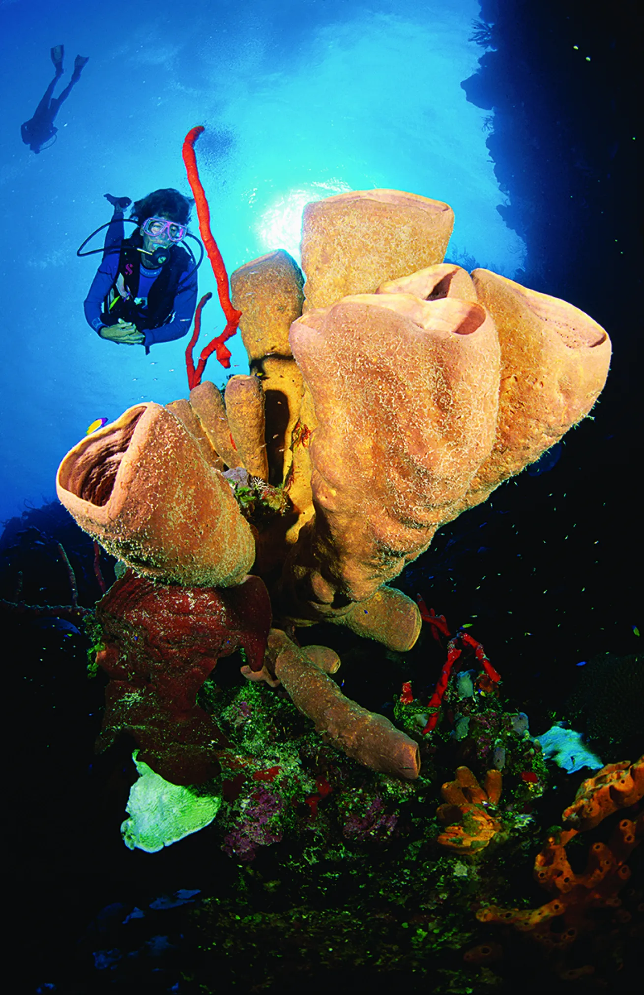 Cayman Islands Five Ways – Family Diver | Scuba Diving