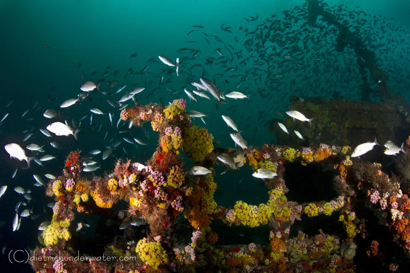 wreck scuba diving