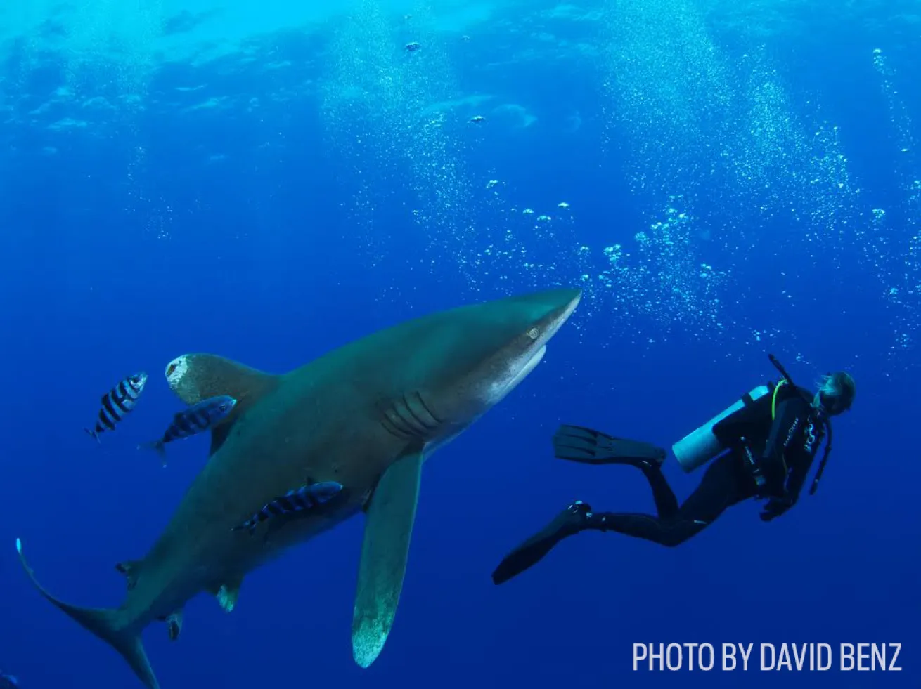 oceanic whitetip shark bahamas scuba diving