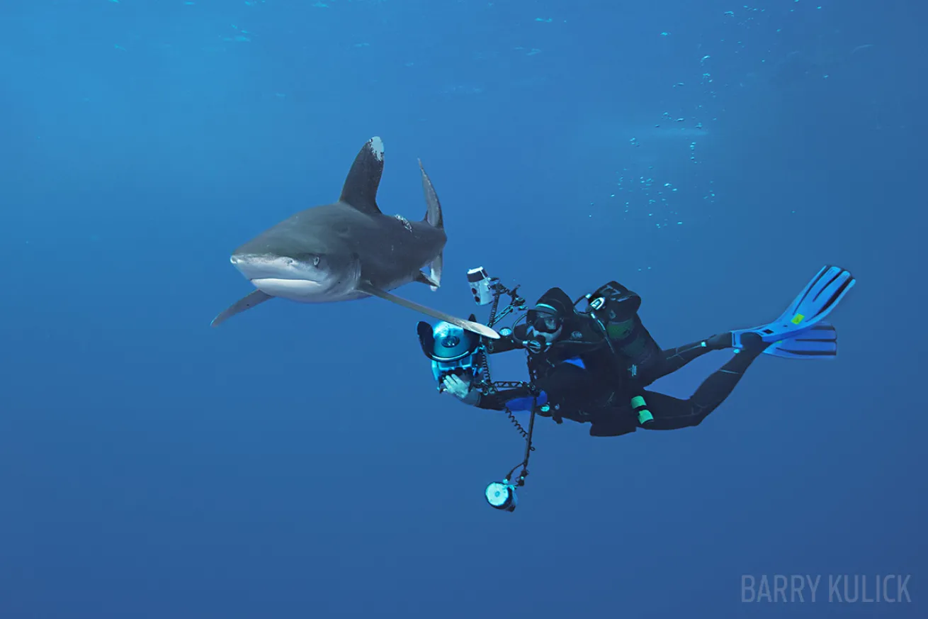 Scuba Diver Photographing Shark