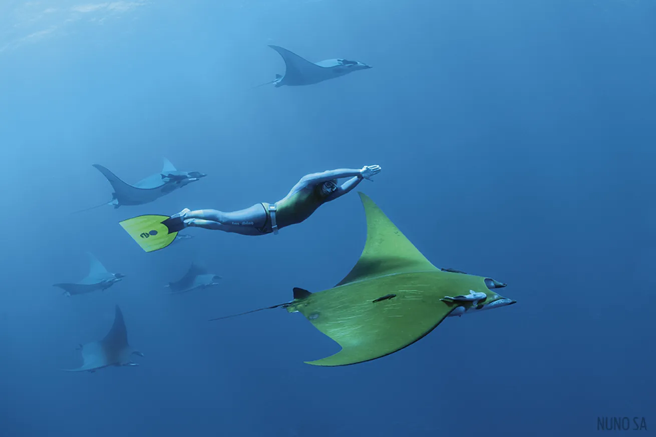 Diver with Devil Rays in the Azores