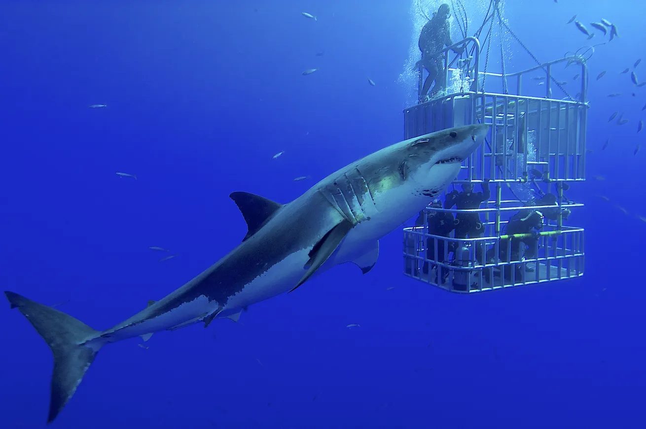 Great White Shark Next to Cage and Scuba Divers