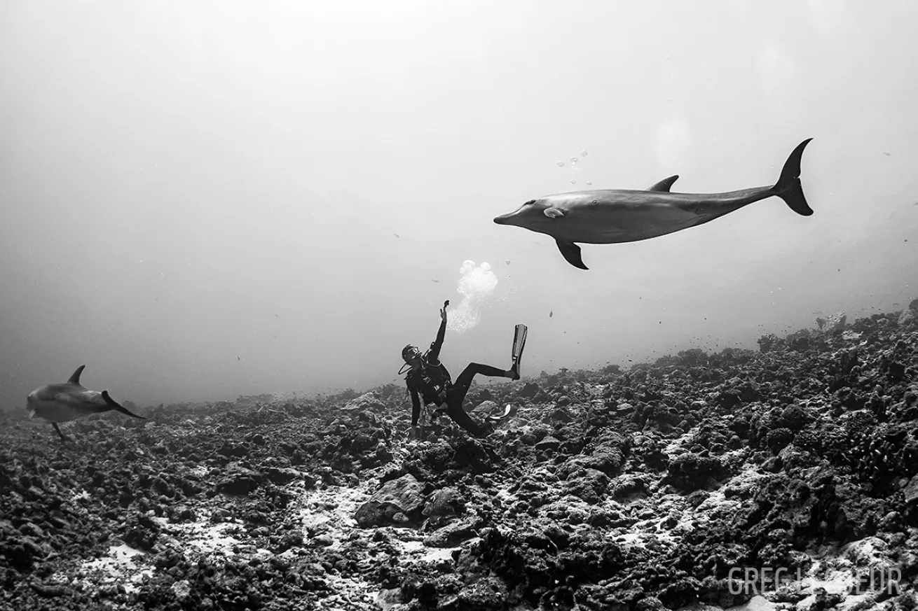 diver encounters dolphin underwater photo Tahiti