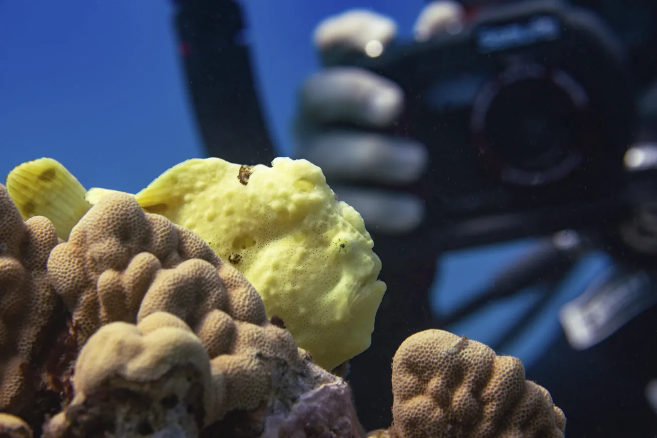 Frogfish often hide in plain sight
