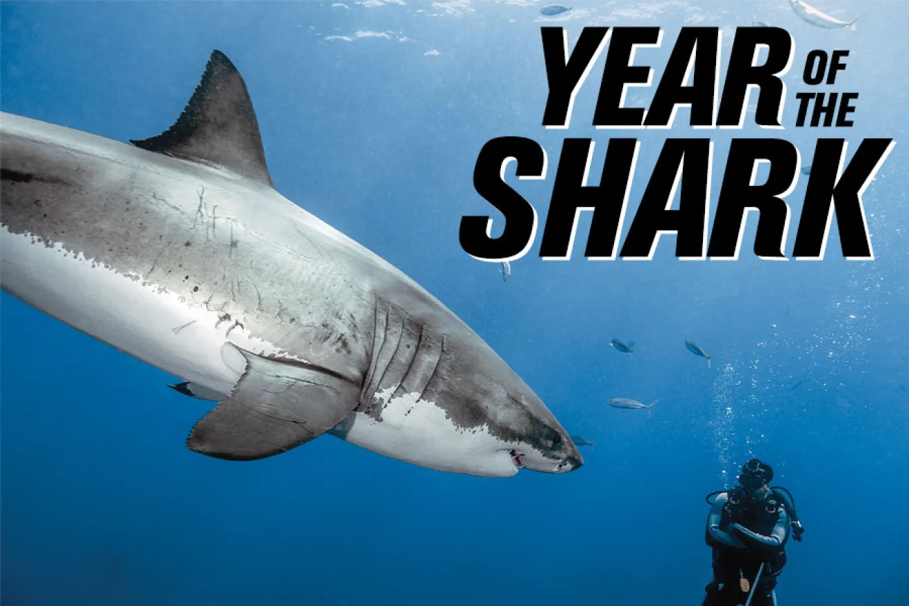 year of the shark