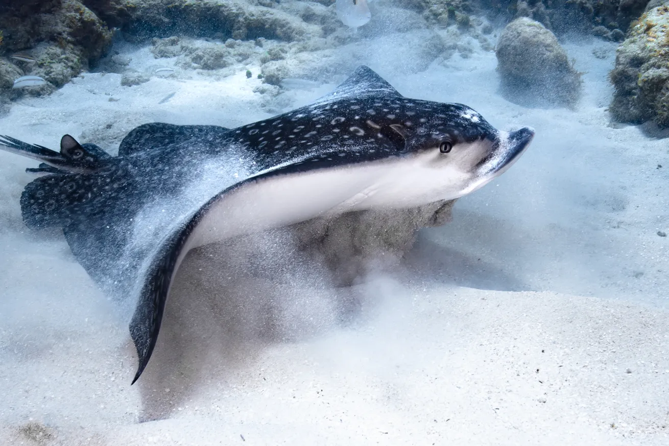 Travelers from around the world visit Utila year-round for a chance to swim with whale sharks.