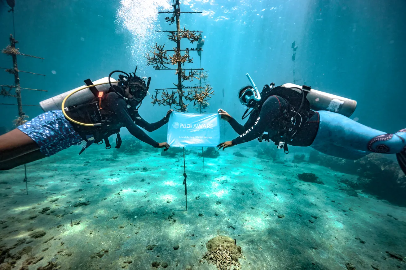 Two scuba divers at coral nursery transplanting at Sandals St Lucia