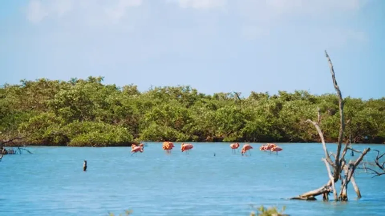 June is peak flamingo breeding season on Bonaire.