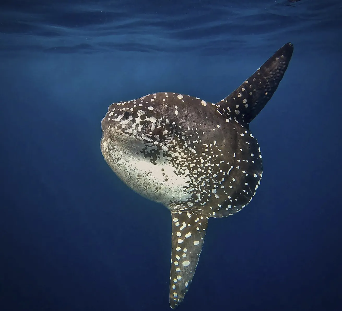The famously shy-but-curious mola mola is a must-see for many divers here.