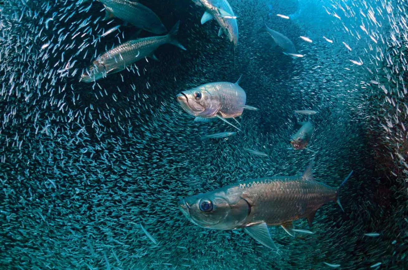 tarpon at Snapper Hole