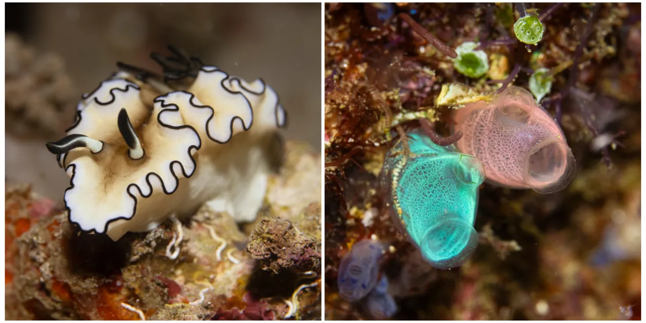 From left: A black-margined Glossodoris nudibranch makes its way over the rocks; Lace-veined
tunicates in candy colors filter plankton through twin siphons on a night dive, adding bright pops of color to photographs.