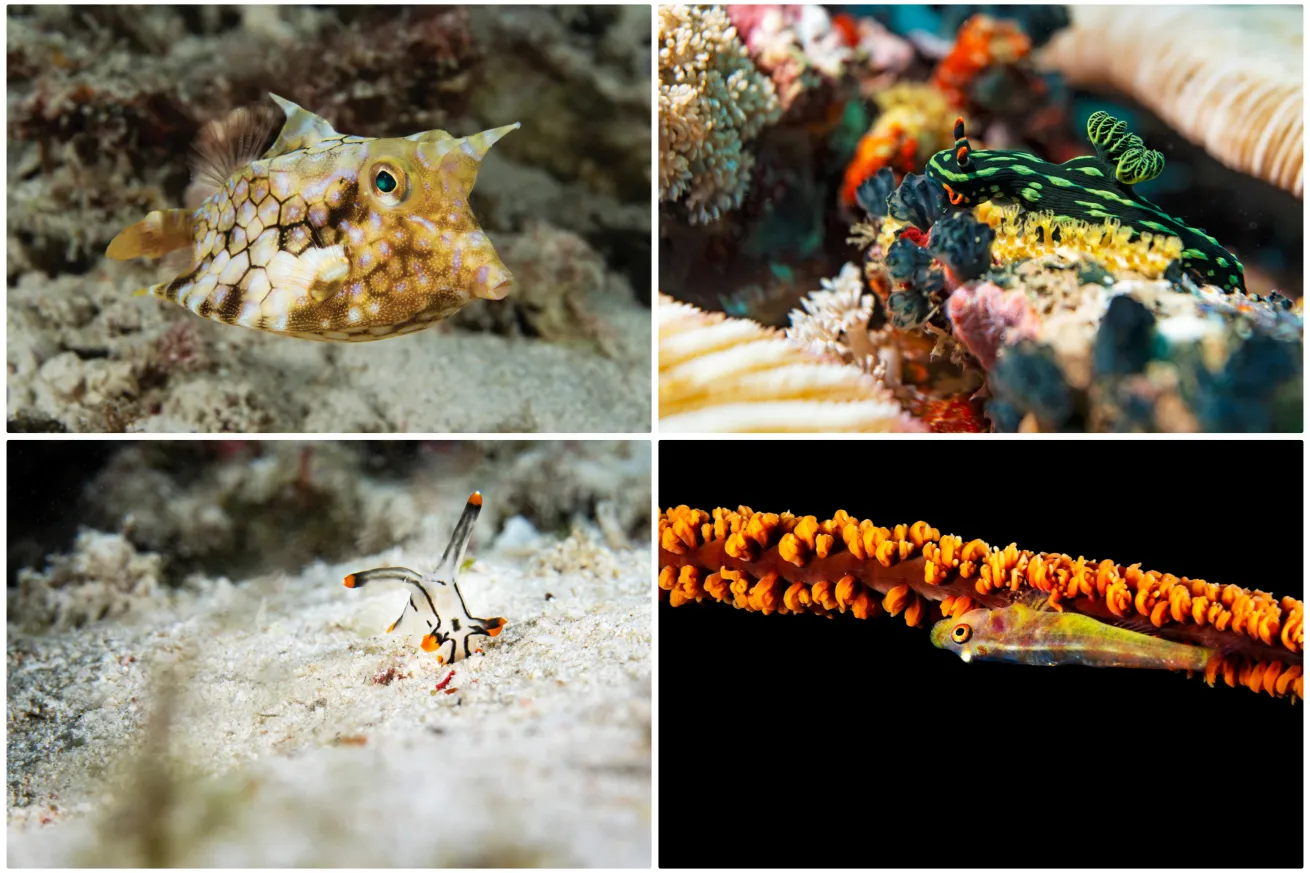 Clockwise From Topleft: A thornback cowfish; a *Nembrotha kubaryana* sea slug; a whip coral goby hangs on to a branch; a *Thecacera picta* sea slug.