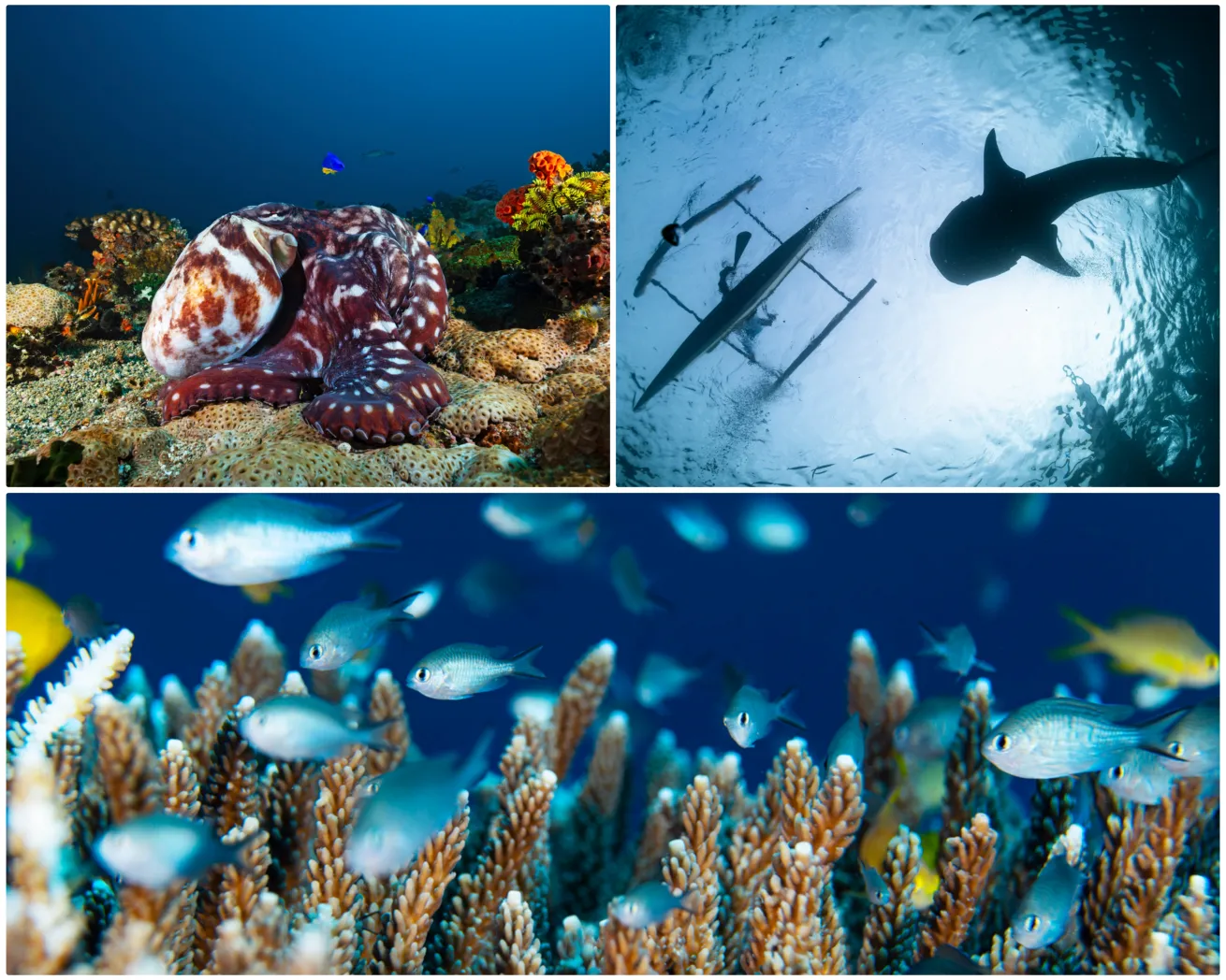 Clockwise From Top Left: A day octopus; a whale shark silhouetted near the surface; a school of chromis on the reef.