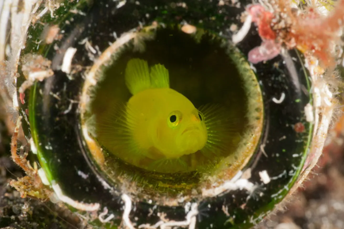 Yellow Goby in Green Bottle